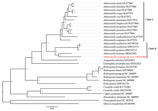 Phylogenetic trees inferred by Bayesian inference (BI) based on the amino acid sequence dataset (cds_faa).