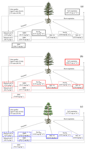 The soil C and N cycling in Abies faxoniana primary forest (EcM) (A), Cupressus chengiana primary forest (AM) (B) and Rhododendron phaeochrysum primary forest (ErM) (C).