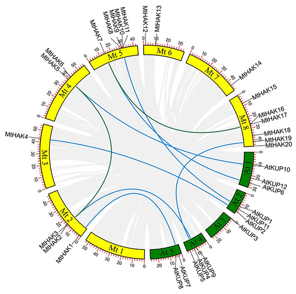 The synteny analysis of MtHAKs displayed between the M. truncatula and Arabidopsis genomes.