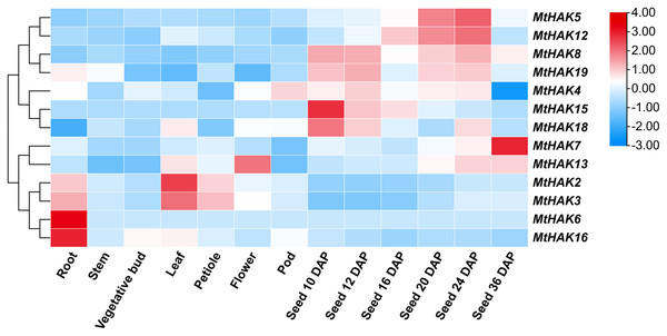 Expression patterns of the MtHAK genes in different developmental tissues.