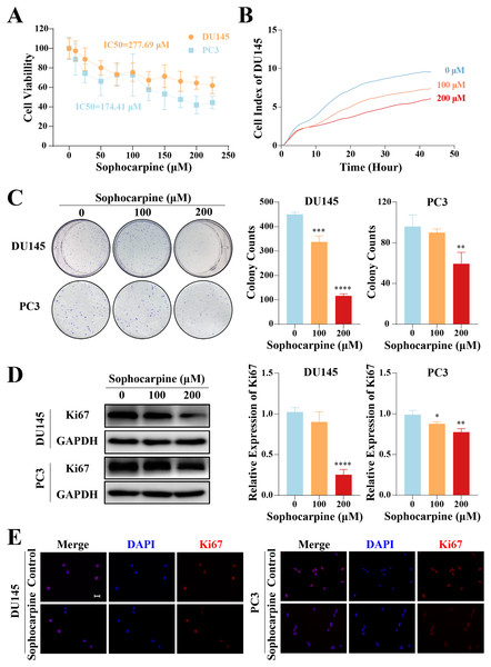 Sophocarpine inhibited the proliferation of CRPC cells.