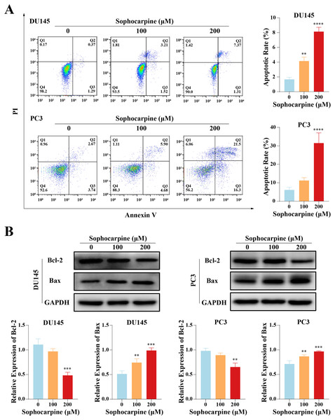 Sophocarpine promoted apoptosis of CRPC cells.