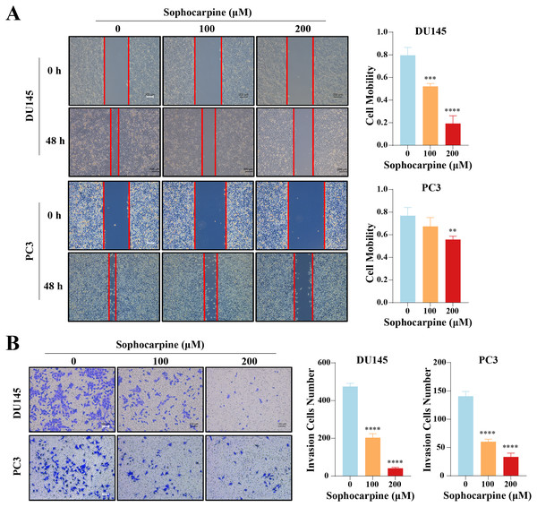 Sophocarpine suppressed the migration and invasion abilities of CRPC cells.