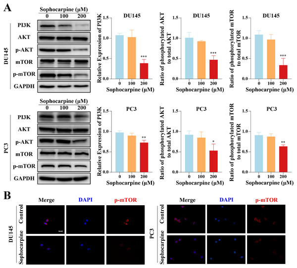 The inhibitory effect of sophocarpine on the PI3K/AKT/mTOR signaling pathway proteins in CRPC cells.