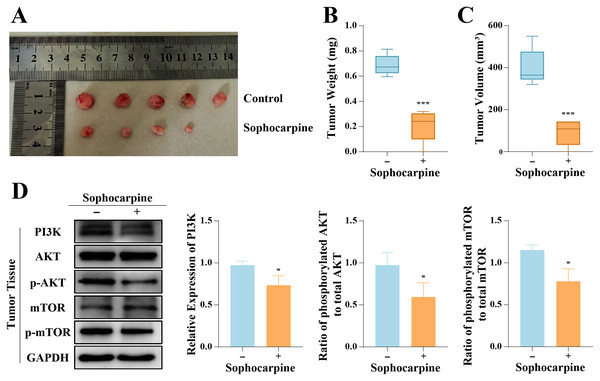 Sophocarpine suppressed the progression of xenograft tumors in vivo.