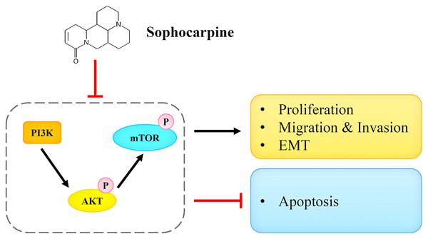 Sophocarpine exerted its inhibitory effect on CRPC cells by antagonizing the PI3K/AKT/mTOR signaling pathway.