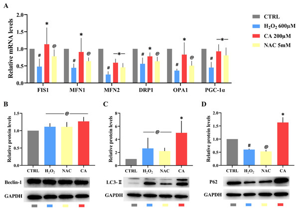 Effects of CA on mitochondrial dynamics genes and autophagy-related proteins in H2O2-treated murine LMSCs.