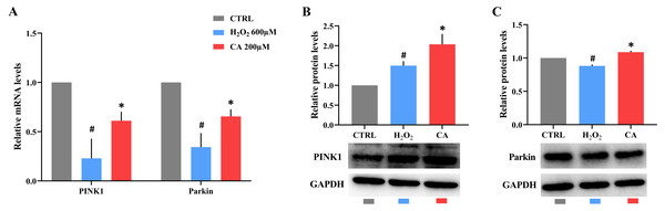 Effects of CA on the PINK1/Parkin pathway of H2O2-treated murine LMSCs.
