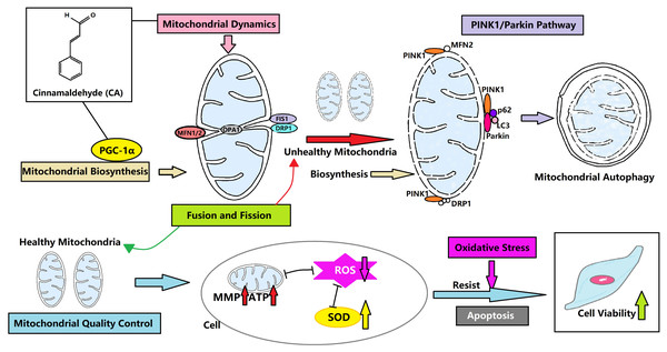 CA regulates the mitochondrial quality and enhances the vitality of LMSCs.
