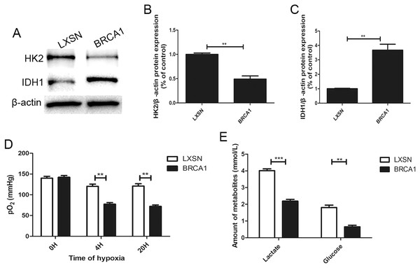 BRCA1 decreased activity of glycolysis.