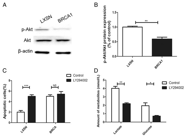 BRCA1 overexpression reduced glycolytic flux by regulation of PI3K/AKT signalling.