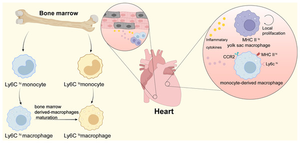Macrophages in heart.