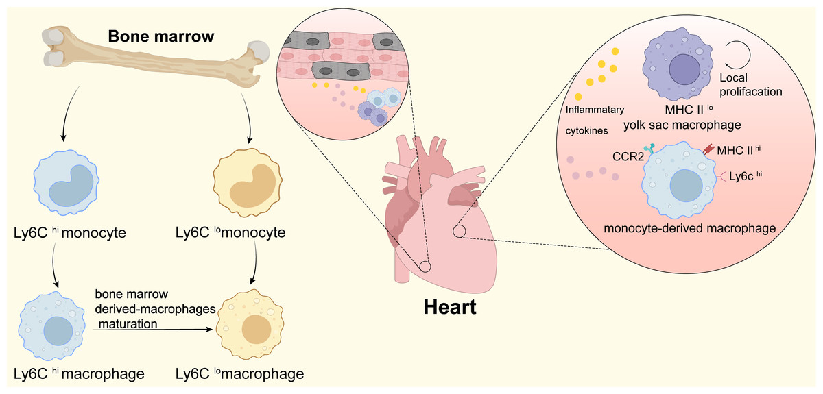 Macrophages Play A Key Role In Tissue Repair And Regeneration [PeerJ]