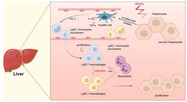 Macrophages in liver.