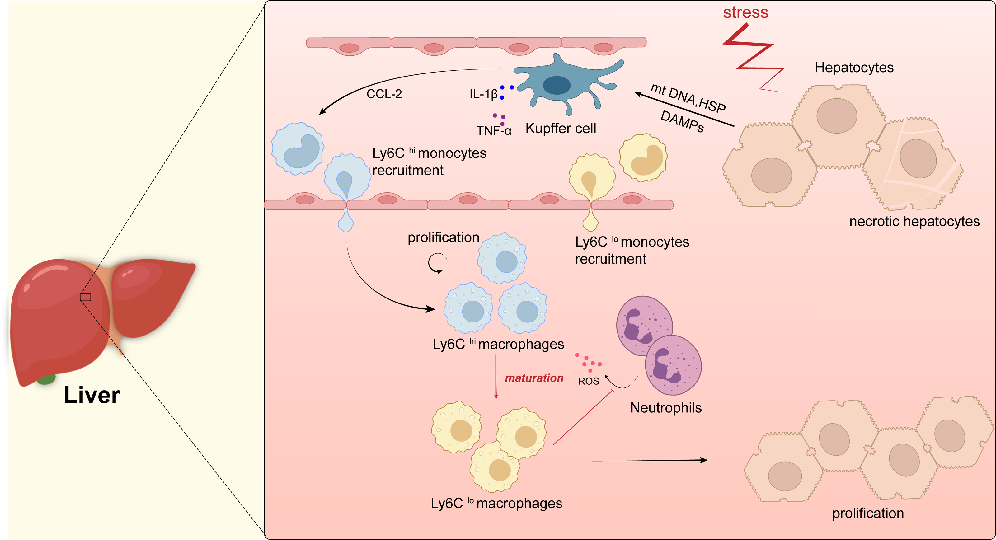 Inflammation and macrophage polarization in skeletal muscle injury and