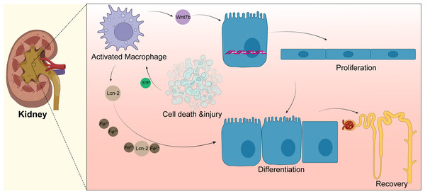 Macrophages in kidney.