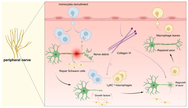 Macrophages in peripheral nerve.