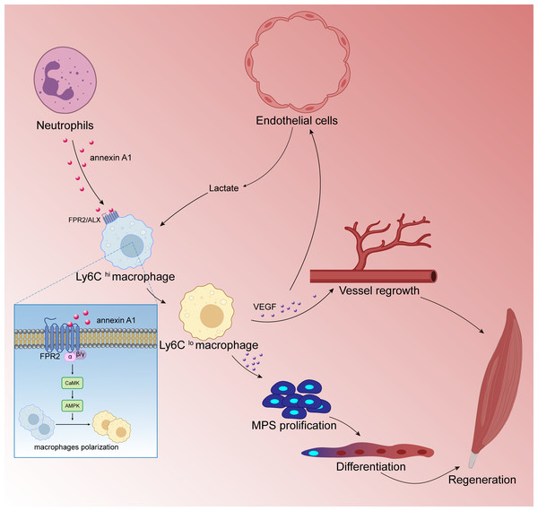 Macrophages are involved in skeletal muscle regeneration.