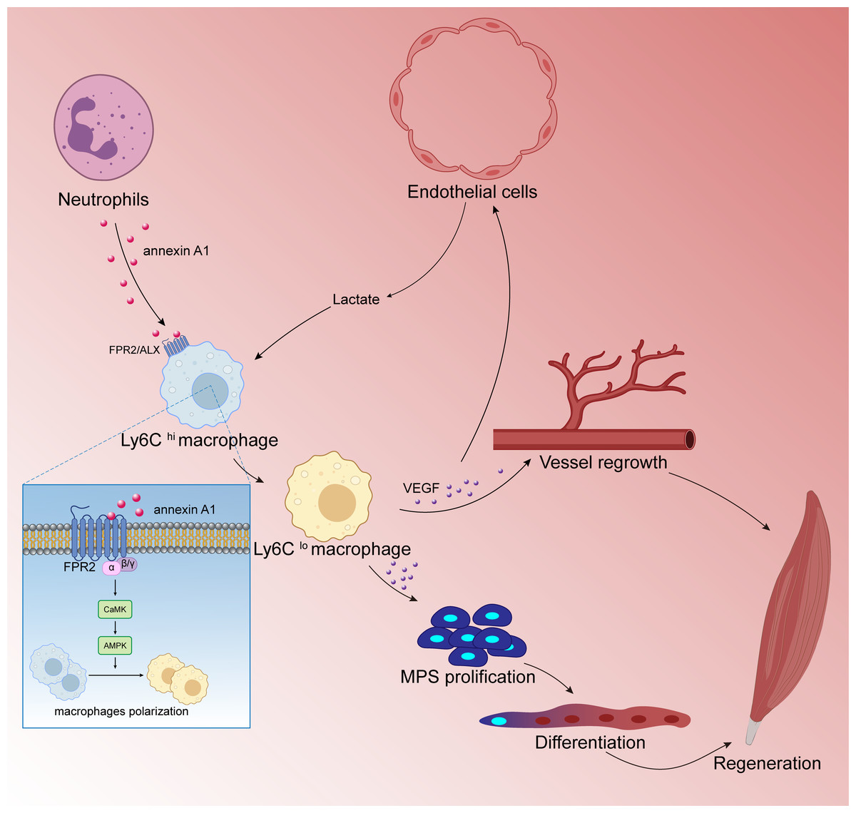 Macrophages Play A Key Role In Tissue Repair And Regeneration [PeerJ]