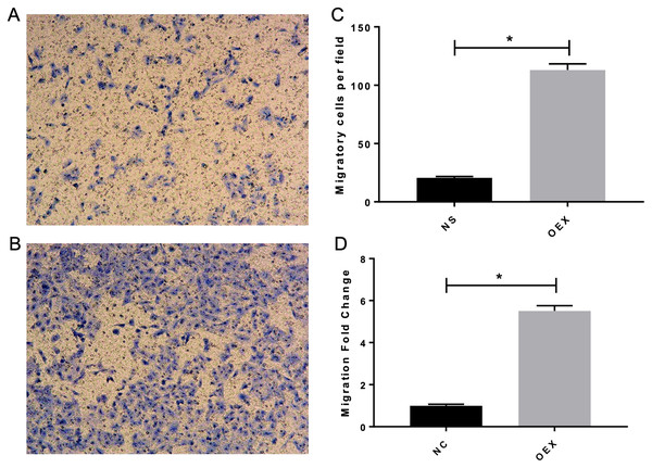 Overexpression with miR-378 enhanced the migratory ability on alveolar epithelium type II cells.