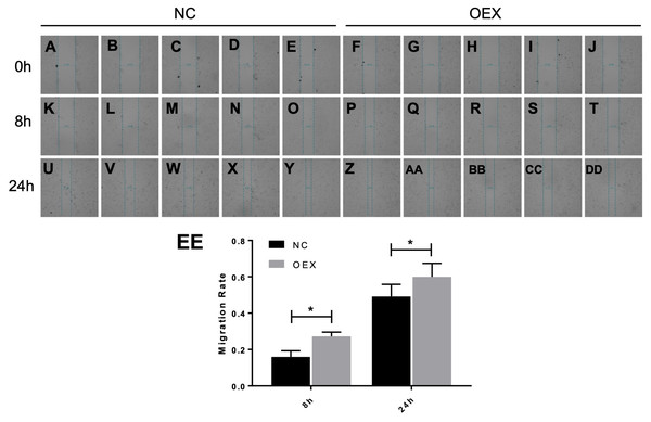 Effect of overexpression with miR-378 on the migration of alveolar epithelial cells.