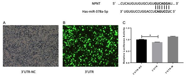 (A–C) miR-378 target NPNT in human alveolar epithelial cells.