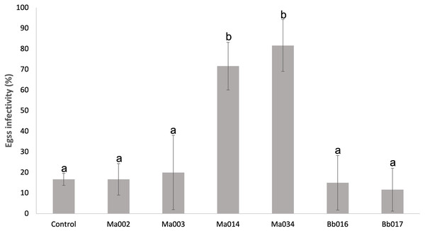 Infectivity on eggs of T. merganser of six strains of entomopathogenic fungi.