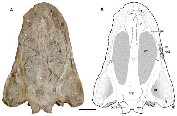 Ventral view of a referred skull of Buettnererpeton bakeri, UMMP 13820.