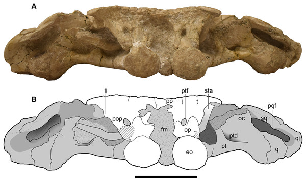 Occipital view of a referred skull of Buettnererpeton bakeri, UMMP 13820.