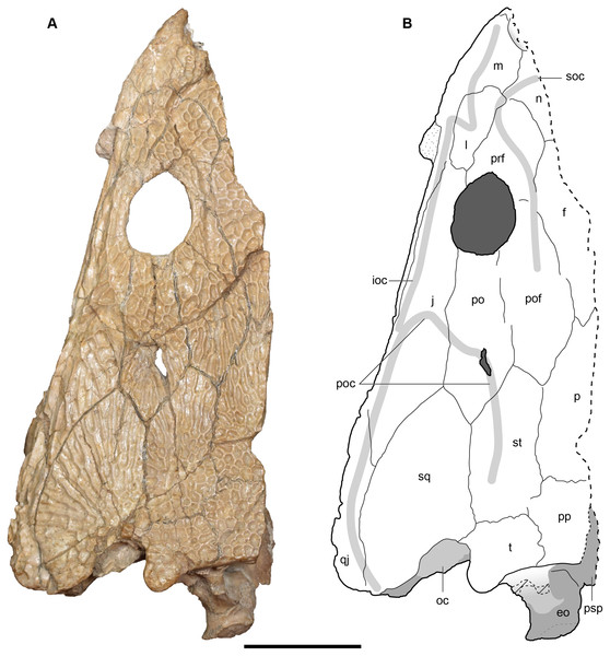 Dorsal view of a referred partial left skull of Buettnererpeton bakeri, UMMP 13822.