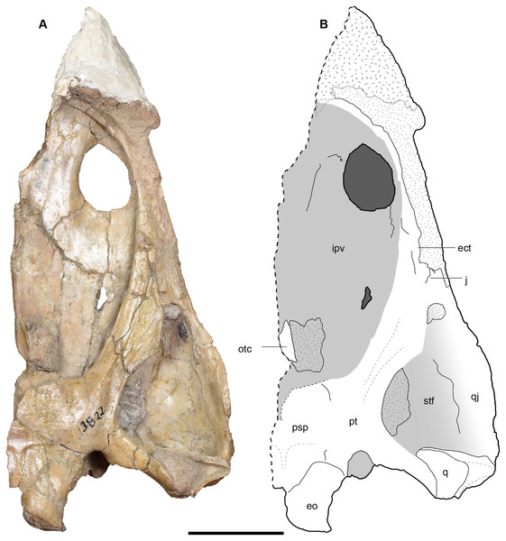 Ventral view of a referred partial left skull of Buettnererpeton bakeri, UMMP 13822.