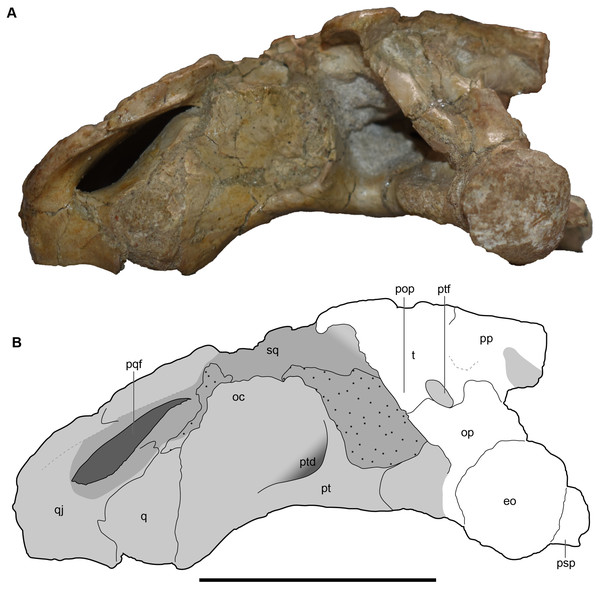 Occipital view of a referred partial left skull of Buettnererpeton bakeri, UMMP 13822.