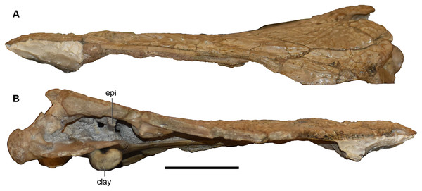 Lateral and medial views of a referred partial left skull of Buettnererpeton bakeri, UMMP 13822.