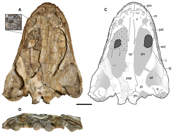 Ventral and occipital views of a referred partial left skull of Buettnererpeton bakeri, UMMP 13823.