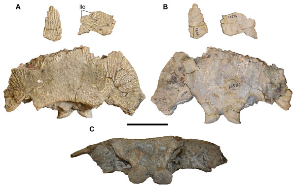 Photographs of a referred posterior skull of Buettnererpeton bakeri, UMMP 13956.