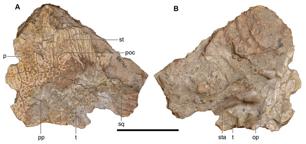 Photographs of the skull roof of a referred partial posterior right skull of Buettnererpeton bakeri, UMMP 14098.