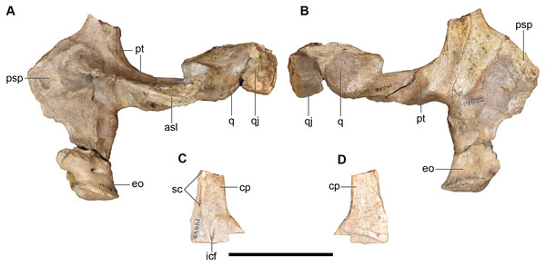 Photographs of the palate and occiput of a referred partial posterior right skull of Buettnererpeton bakeri, UMMP 14098.