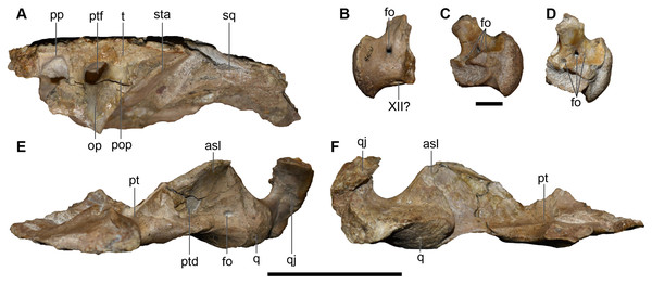 Photographs of the skull roof, palate, and occiput of a referred partial posterior right skull of Buettnererpeton bakeri, UMMP 14098.