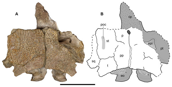 Dorsal view of a referred occiput and posterior skull roof of Buettnererpeton bakeri, UMMP 14154.