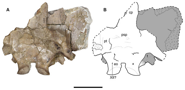 Ventral view of a referred occiput and posterior skull roof of Buettnererpeton bakeri, UMMP 14154.