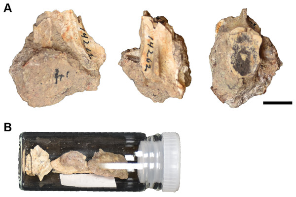 The remaining material associated with UMMP 14262, purportedly the anterior half of a skull of a referred specimen of Buettnererpeton bakeri.