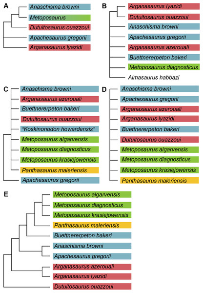 Comparison of previous phylogenetic hypotheses of the Metoposauridae.
