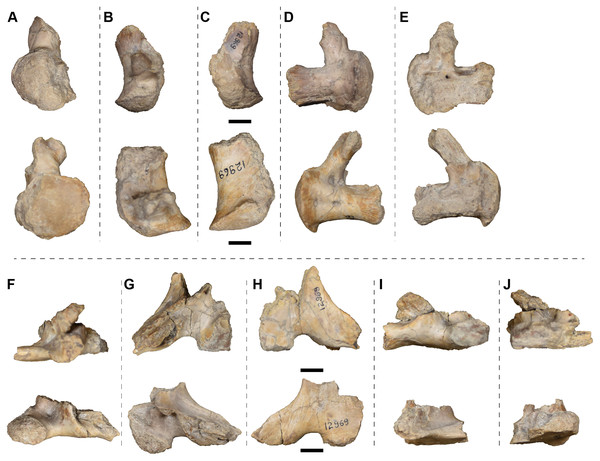 Isolated posterior cranial elements (exoccipitals and partial pterygoids) referred to Buettnererpeton bakeri, UMMP 12969.
