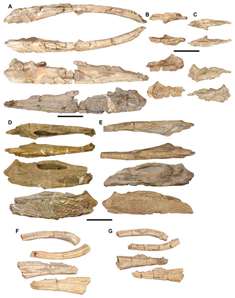 Partial hemimandibles in dorsal, ventral, lingual, and labial views (top to bottom) referred to Buettnererpeton bakeri.