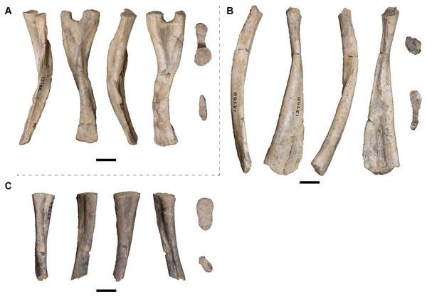 Isolated cervical (type A) and anterior dorsal (type C) ribs in anterior, dorsal, posterior, and ventral views (left to right) and on the far right, in proximal and distal views (top to bottom) referred to Buettnererpeton bakeri, UMMP 13788 (in part).