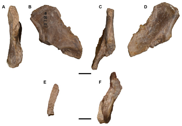 Photographs of partial left scapula referred to Buettnererpeton bakeri, UMMP 13786.