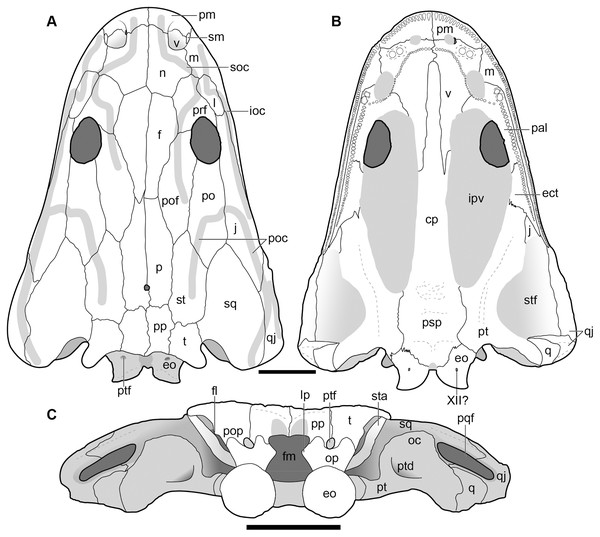 New composite reconstruction of the skull of Buettnererpeton bakeri.
