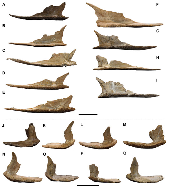 Medial and posterior views of isolated clavicles referred to Buettnererpeton bakeri.
