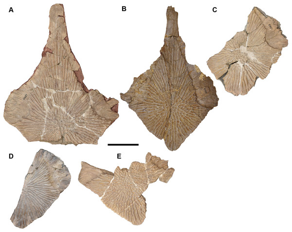 Ventral view of isolated interclavicles referred to Buettnererpeton bakeri.