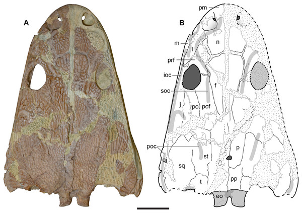 Dorsal view of the holotype skull of Buettnererpeton bakeri, UMMP 13055.